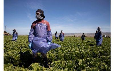 Inmigrantes que trabajan en el campo retan a senadores a laborar un día como agricultores