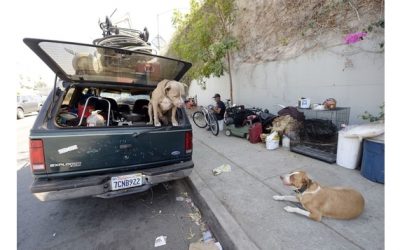 10 detenidos y 89 perros rescatados de peleas ilegales: uno de las mayores abusos de animales en la historia de Nueva York