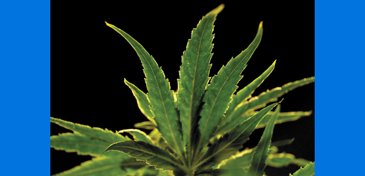 Lotería para seleccionar operadores de cinco nuevos dispensarios de marihuana medicinal en Rhode Island programada para la próxima semana.