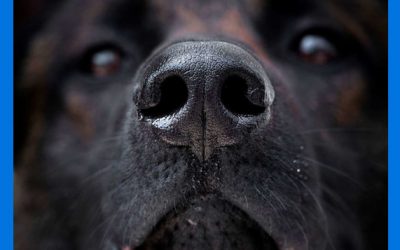 Hombre pierde piernas y parte de la cara por bacteria que le trasmitió su perro al lamerlo