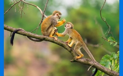 Confirman caso de viruela de los monos en Maryland, sería el segundo de 2021 en EE.UU.