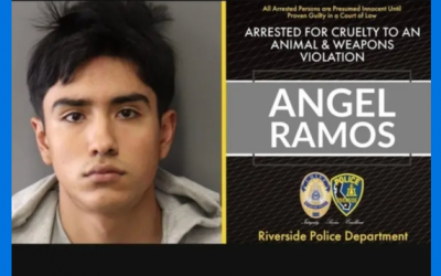 Torturó letalmente a un cachorro y publicó el video en internet. Su sentencia: dos años de cárcel