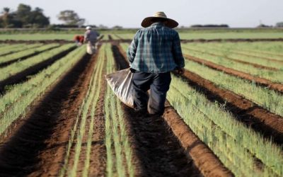 Arrestan a 24 por someter a trabajadores de México, Guatemala y Honduras a “esclavitud moderna”