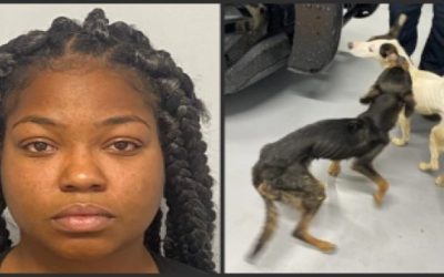 Mujer de Newport enfrenta cargos por presuntamente abandonar a 2 perros.