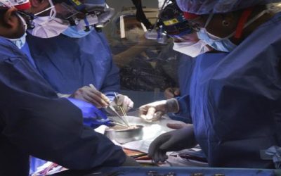 EEUU: Realizan 1er trasplante de corazón de cerdo en humano