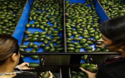 EEUU abre camino para volver a importar aguacate mexicano