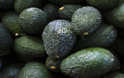 EEUU suspende importación de aguacate mexicano por amenazas contra un inspector