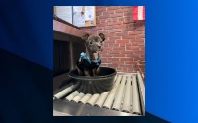 Mujer de Pawtucket enfrenta cargos por abandonar perro en una carretera.