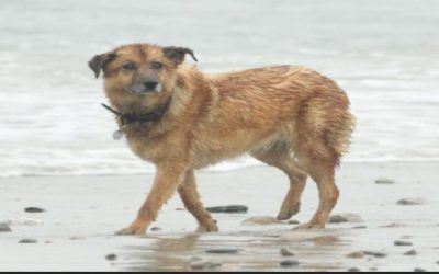 Policía Little Compton necesita su ayuda para encontrar al dueño de este perro.