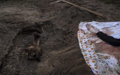 Más de 900 cadáveres son hallados en alrededores de Kiev