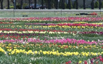 Granja Tulipanes más grande de Nueva Inglaterra abre en Rhode Island.