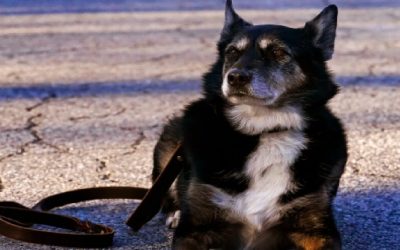 Policía  Estatal: K-9 Ruby fue sacrificada después de una enfermedad repentina e intratable.