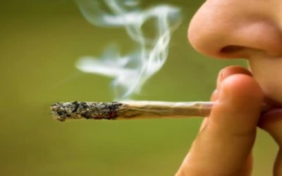 Nuevos estudios indagan respecto a cómo el consumo de marihuana afecta la mente