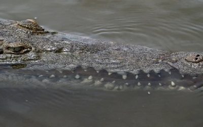 ¿La Patrulla Fronteriza está utilizando cocodrilos para ahuyentar a migrantes en el Río Bravo?