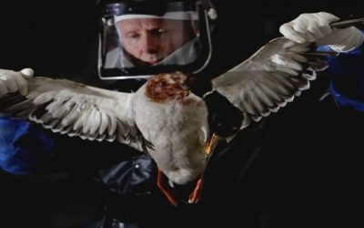 Preso de Colorado, primer caso confirmado de gripe aviar H5N1 en Estados Unidos