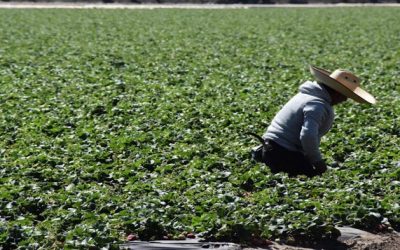 Condenan a pareja de California por someter a inmigrantes a trabajos forzados