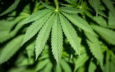 Estado desarrolla políticas para administrar marihuana medicinal en escuelas.