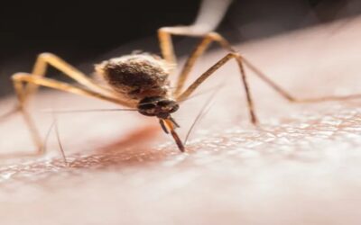 Estas enfermedades cambian tu olor y te hacen más atractivo para los mosquitos