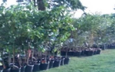 DEM ofrece 1,000 árboles gratis a residentes de Rhode Island