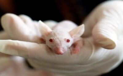 Científicos logran revertir el Alzheimer en ratones