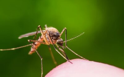 Virus del Nilo Occidental, EEE detectado en Rhode Island por primera vez este año