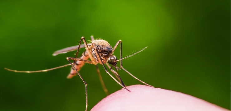 Virus del Nilo Occidental, EEE detectado en Rhode Island por primera vez este año
