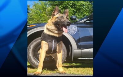 Organización sin fines de lucro dona chaleco antibalas a oficial K-9 de la policía de Pawtucket.