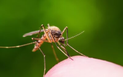 RIDOH anuncia primer caso Virus del Nilo Occidental en humano.