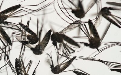 Virus Nilo Occidental detectado por segunda vez en Rhode Island.