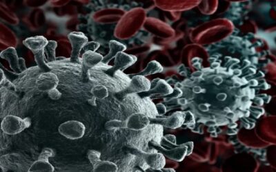 Esto es lo que hasta ahora se sabe de “Khosta-2”, un virus encontrado en murciélagos rusos y que puede transmitirse a personas