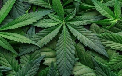 25 comunidades de Rhode Island aprueban venta de cannabis.