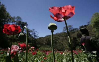 ONU: Aumenta un 12% el cultivo de amapola en México