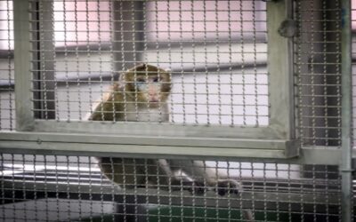 Los medicamentos ya no necesitan ser probados en animales antes de los ensayos en humanos, anuncia la FDA