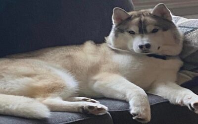 Policía East Providence investiga muerte sospechosa de Husky.