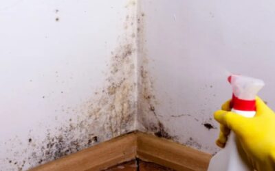 Alergia al moho: cómo puede afectar todas las funciones de tu organismo