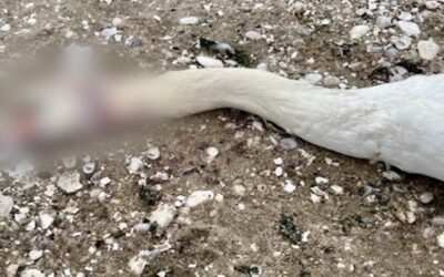 Autoridades investigan luego de encontrar a un cisne muerto a balazos.
