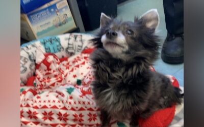 Control Animales de East Providence pide ayuda al público para encontrar dueño de este perrito.