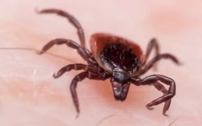 Qué es la babesiosis, la nueva enfermedad que está en aumento al noreste de EE. UU.