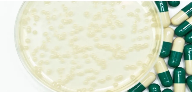 El hongo “candida auris” resistente a los medicamentos se propaga en EE. UU., dicen los CDC