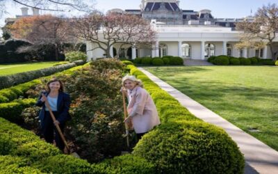 Jill Biden planta en la Casa Blanca unas rosas rojas en honor a César Chávez