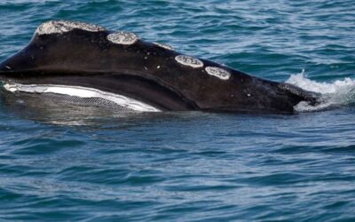 Cierran Canal Cape Cod por ballenas en peligro de extinción