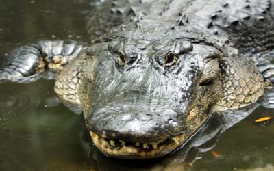 Niño que fue encontrado en fauces de caimán murió ahogado por su propio padre, confirma policía