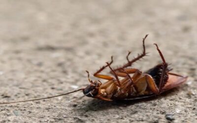 Tenía molestias en el estómago y le encontraron una cucaracha viva en el intestino