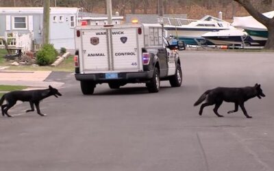 Alcalde Warwick: ‘coyotes negros’ que deambulan por Warwick son solo perros y no coyotes.