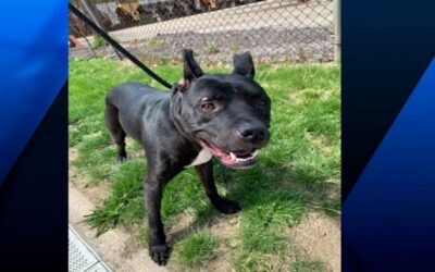 Policía de Coventry necesita su ayuda para resolver un caso de crueldad animal.