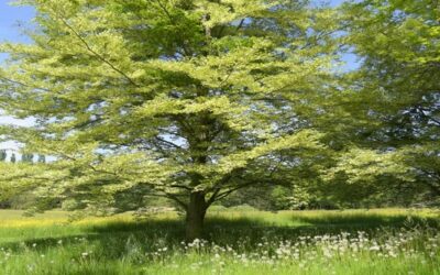 RIDEM está regalando 1,000 árboles