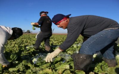 “¿Quién va a cosechar?”: Ley migratoria de Florida de DeSantis pone a “temblar” a empleadores