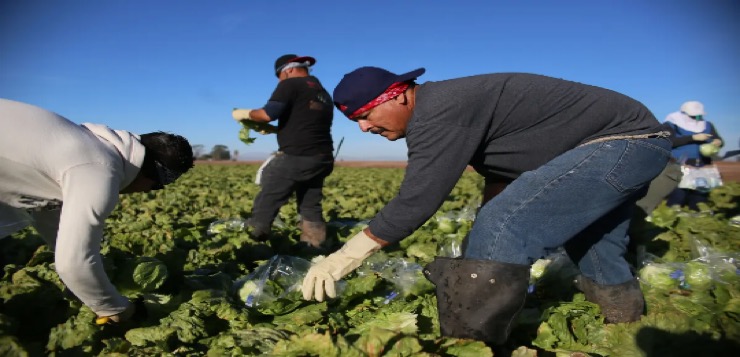 “¿Quién va a cosechar?”: Ley migratoria de Florida de DeSantis pone a “temblar” a empleadores