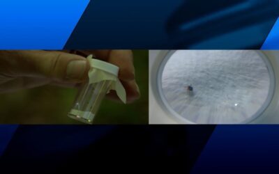 Autoridades instan a la población a protegerse de las picaduras de garrapatas.