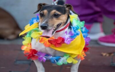 Qué enfermedades te pueden transmitir las mascotas y 5 consejos para evitarlas
